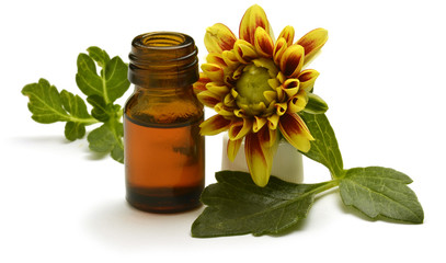 Dahlia أضاليا Dahlien Георгина Dahliasläktet דליה ダリア