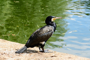 Cormorant perched on river bank