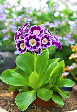 Small perennial primula auricula.
