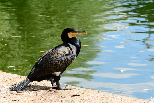 Cormorant on river bank