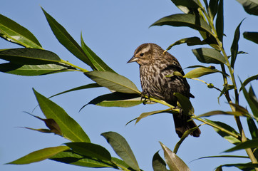 Red-Winged Blackbird Perched in Tree
