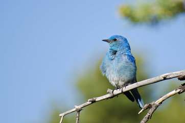 Mountain Bluebird Perched in a Tree