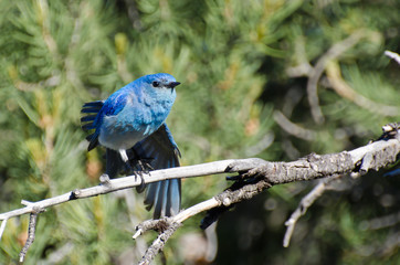 Mountain Bluebird Perched in a Tree