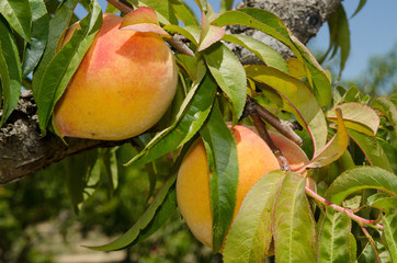 Ripe peaches on the tree