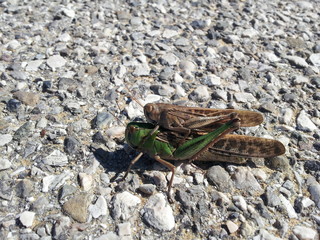 Grasshopper