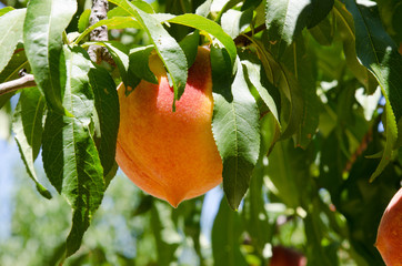 Fototapeta premium Ripe peaches on the tree