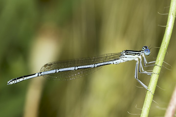 Platycnemis pennipes / White-legged Damselfly, male