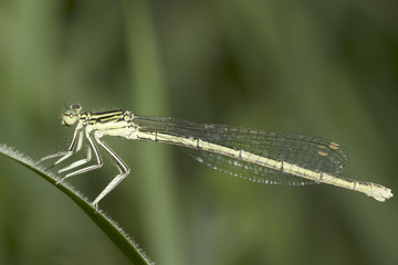 Platycnemis pennipes / White-legged Damselfly, female