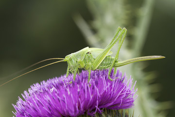 Great green bushcricket close-up / Tettigonia Viridissima