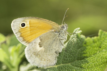 The Small Heath / Coenonympha pamphilus