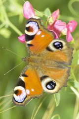 European Peacock butterfly in natural habitat / Inachis io