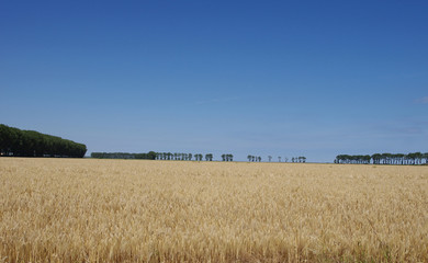 Obraz premium Champ de blé sur polder