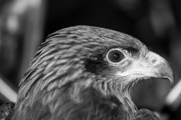 Head Shot of Black Kite