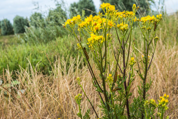 Yellow flowering Ragwort plant with caterpillars.