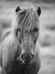 Portrait of Icelandic horse in black and white