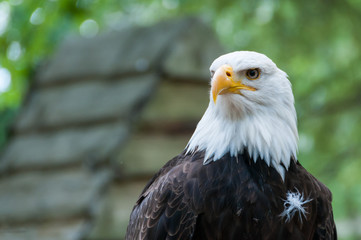 Aigle