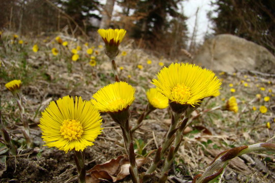 Tussilage pas d'ane,Aude,Pyr&eacute;n&eacute;es