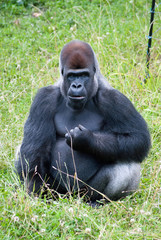 gorilla