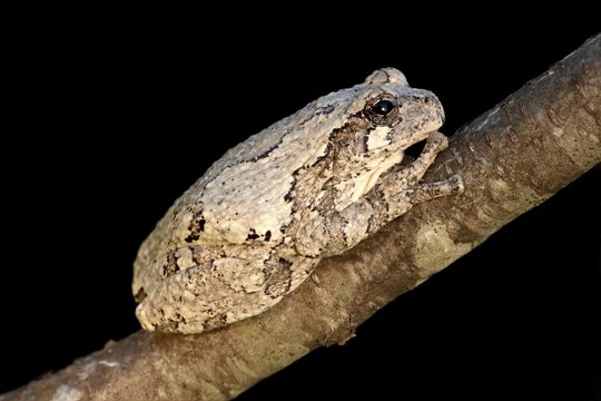 Gray Tree Frog (Hyla versicolor)