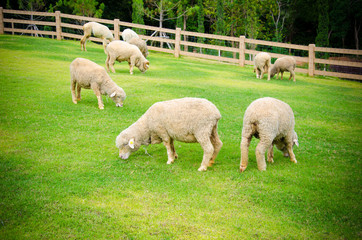 Fototapeta premium sheep