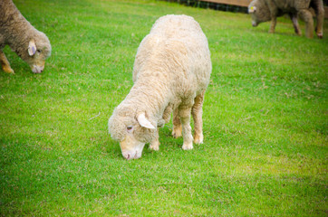 sheep