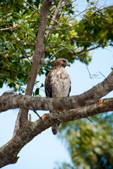 Red Shouldered Hawk Perched on a Branch
