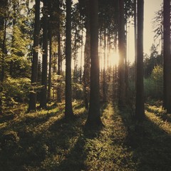 Fototapeta premium Waldlicht
