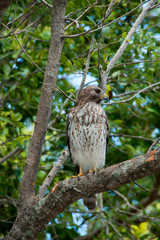 Watchful Red Shouldered Hawk