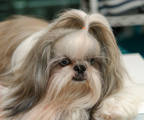 Shih Tzu Dog