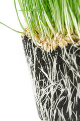 Wheat grass in pot