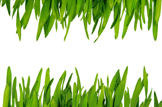 Wheatgrass Isolated