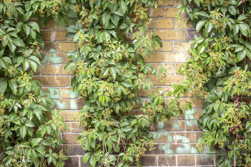 overgrown  Boston ivy brick wall for backgrounds