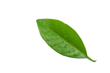 Fototapeta na wymiar Green leaf isolated