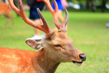 Sika Deer (Cervus nippon) in Japan 