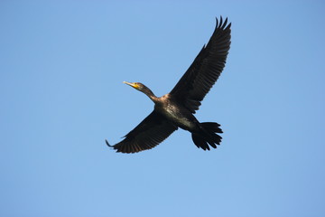 Obraz premium Karabatak