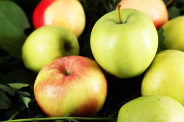 Juicy apples on grass