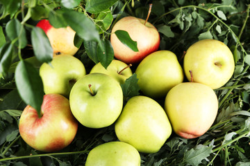Juicy apples on grass