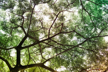 Under big green tree. Nature background in fancy color