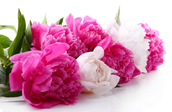 Beautiful pink and white peonies, isolated on white