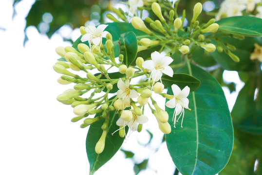 Close up Tembusu flowers(Fagraea fragrans Roxb.)
