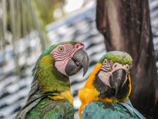 The Beautiful Macaw of the Thailand Jungle