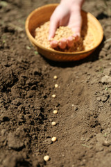 Sowing seeds into soil