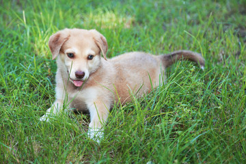 Little cute Golden Retriever puppy, outdoors
