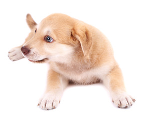 Little cute Golden Retriever puppy, isolated on white