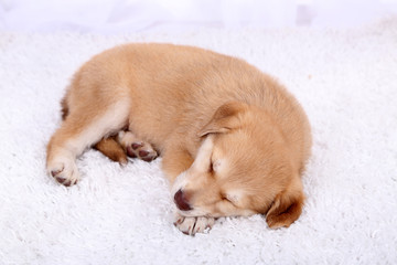 Little cute Golden Retriever puppy on white carpet