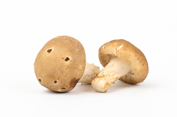 Mushroom