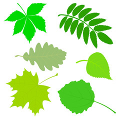 Set of green leaves.