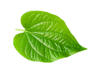 Obraz premium Wild Betel Leafbush , Piper sarmentosum Roxb on white background