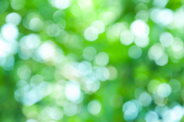 Fototapeta premium Natural forest bokeh