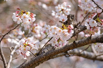 桜